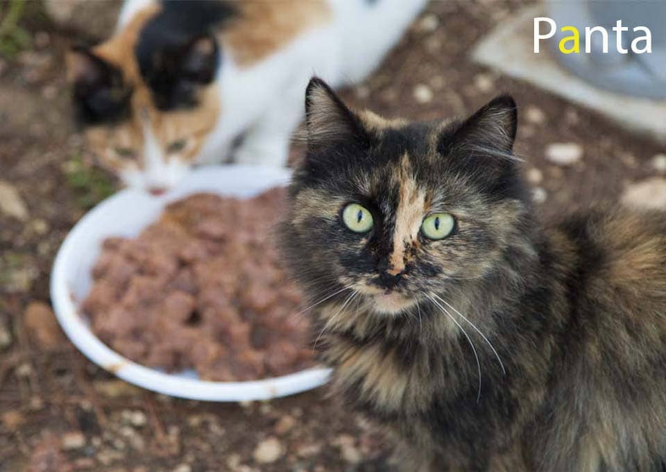 Panta. This young cat is just over a year old. Her family lives in the center of our area. In the Costa Coffe area. When restaurants were open, they felt more secure.
